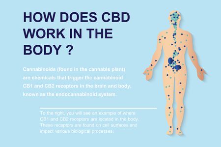 how does cbd work in the body,human endocannabinoid system effect on body,vector on background.のイラスト素材