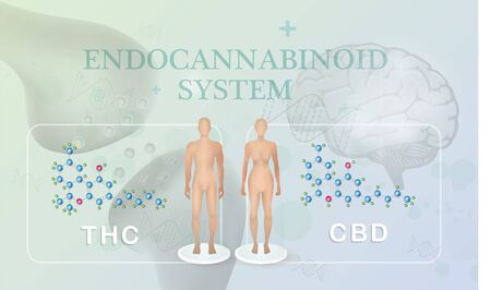 thc and cbd endocannabinoid and how does it work human body and brain.のイラスト素材