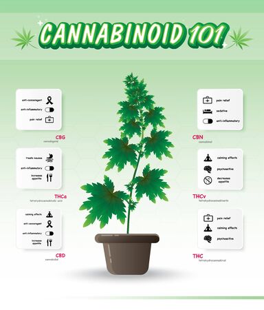 The benefits of healthy marijuana leaves cannabinoid 101 infographicのイラスト素材