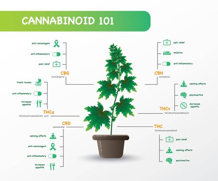 The benefits of healthy marijuana leaves cannabinoid 101 infographicのイラスト素材