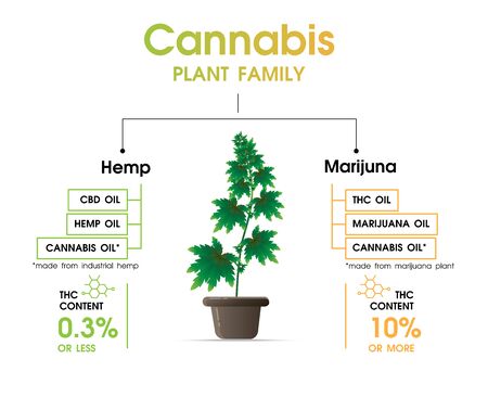 PLANT FAMILY Cannabis is work cbd hemp oil  and thc oilのイラスト素材