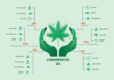 The benefits of healthy marijuana leaves cannabinoid 101 infographicのイラスト素材