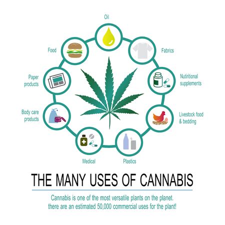 the many uses of cannabis is one of the most versatile plants on the planet.there are an estimated 50,000 commercial uses for the plant!のイラスト素材