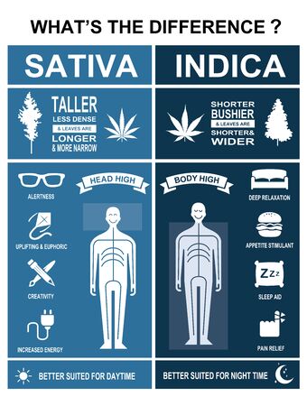 The difference of leaf cannabis sativa and indica infographicのイラスト素材