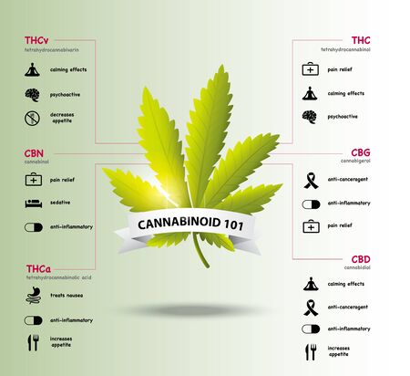 The benefits of healthy marijuana leaves cannabinoid 101 infographicのイラスト素材