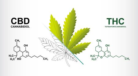 CBD and THC chemical formula of Marijuana,vector infographic on white background.のイラスト素材