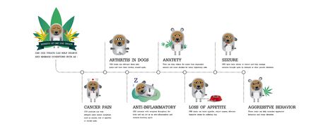 your dog benefits cbd of effect your dog receptors pet, vector infographic on white backgroundのイラスト素材