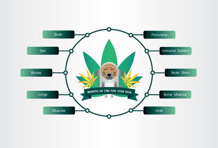 your dog benefits cbd of effect your dog receptors pet, vector infographic on white backgroundのイラスト素材