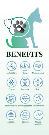 your dog benefits cbd of effect your dog receptors pet, vector infographic on white backgroundのイラスト素材