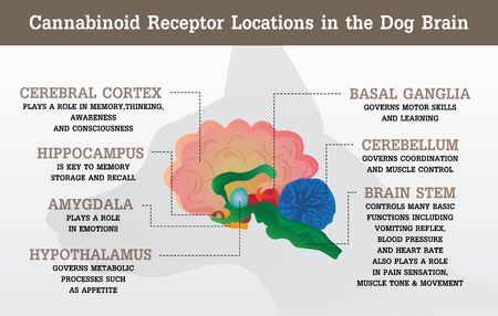 cannabinoid cb1 and cb2 receptor location of dog,vector infographic on white background and poster.のイラスト素材