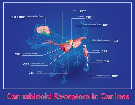 Cannabinoid receptors in Canines and CB1 and CB2 work.のイラスト素材