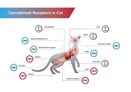 Cannabinoid receptors in Cat and CB1 and CB2 work.のイラスト素材