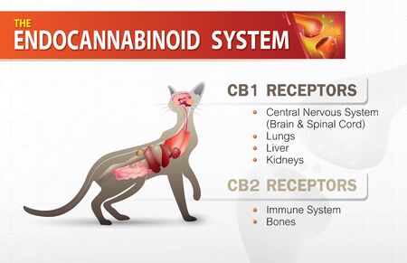 the endocannabinoid system cb1 and cb2 receptors in catのイラスト素材