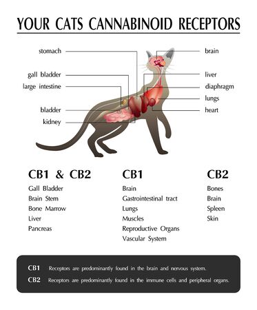 your cats cannabinoid receptors,effect on body,vector infographic on white background.のイラスト素材