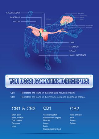 your dog cannabinoid receptors,effect on body pet,vector infographic on white background.のイラスト素材