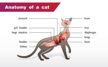 Illustration of the anatomy of a catのイラスト素材