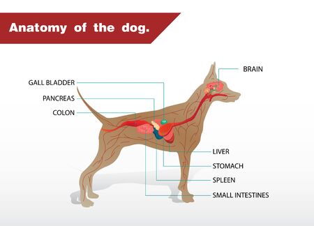 Illustration of the anatomy of a dogのイラスト素材