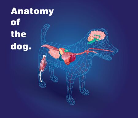 Illustration 3d of the anatomy medical pet of a dog backgroundのイラスト素材