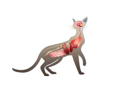 Illustration of the anatomy of a cat on white backgroundのイラスト素材