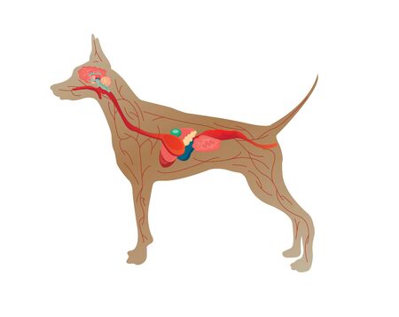 Illustration of the anatomy of a dog on white backgroundのイラスト素材