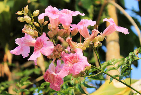 Pink Flower