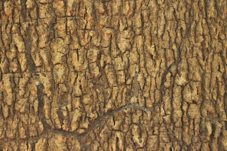 Tree bark textureの写真素材