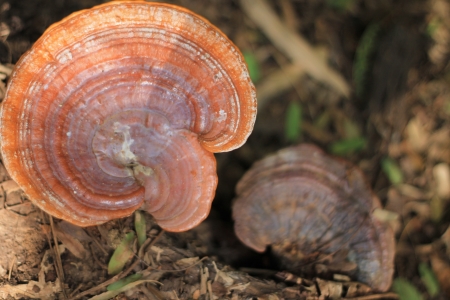 mushroom Ganoderma lucidum の写真素材