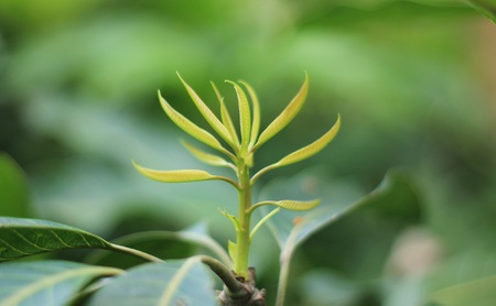 Mango leaves.の写真素材