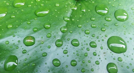 Drops of water on a lotus leaf.の写真素材