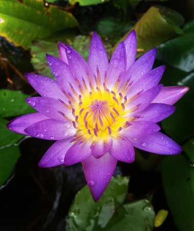 Pink lotus bloom, in a water bath.の写真素材