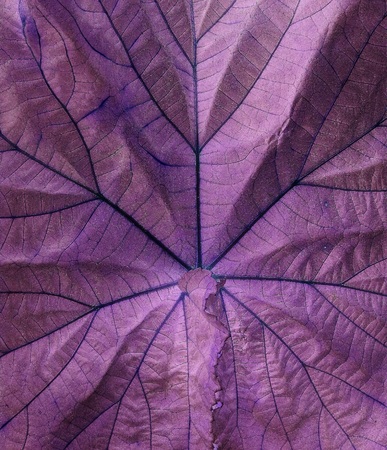 Background purple leavesの写真素材