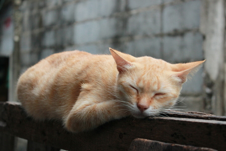 my cat she is sleepingの写真素材
