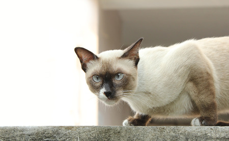 siamese cat on a wallの写真素材