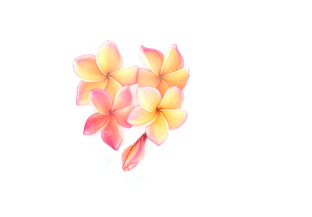 Plumeria flowers on white background.の写真素材