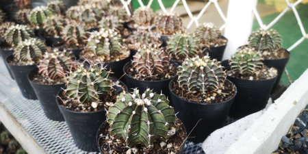 Cactus plants are growing in pots.
