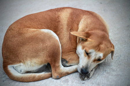 The dog sleep on ground.の写真素材