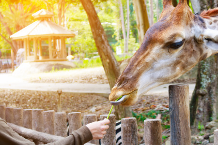 Young asian man give a lentils with giraffe.の写真素材