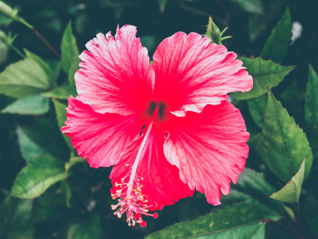Red hibiscus flowers in bloom surge.