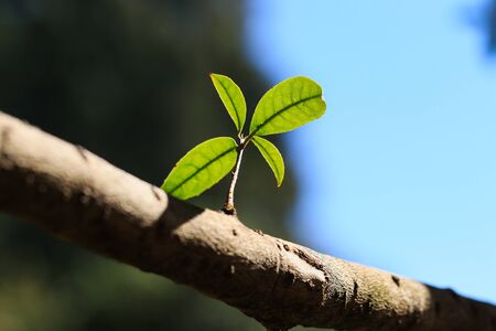 Leaves growing on a tree trunk