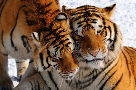 Two siberian tigersの写真素材