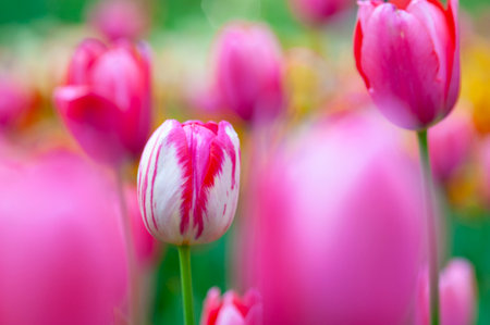 Tulip. Beautiful bouquet of tulips. Colorful tulips. Tulips in spring,colourful tulipの写真素材