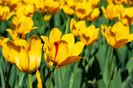 Tulips. Beautiful bouquet of tulips. colorful tulips. tulips in spring,colourful tulipsの写真素材
