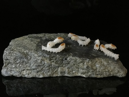 jade carving of silkwormのeditorial素材