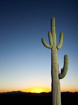 A saguaro cactus with sky in the backgroundの写真素材