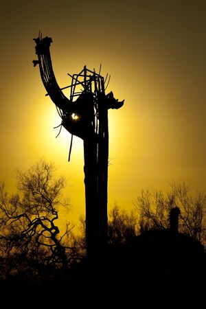 The skeletal remains of a dead saguaro cactus with sky in the backgroundの写真素材