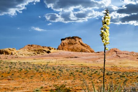 Desert Yucca in bloom with a cloudy sky in the backgroundの写真素材
