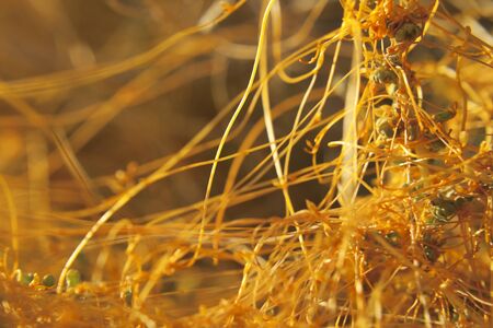 Dodder - a parasite that lives on plants - This variety lives only in Death Valley California