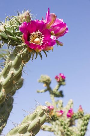 Cholla in Bloom in the Mojave desert