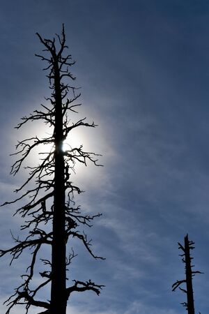 Fire damaged tree in Silhouette