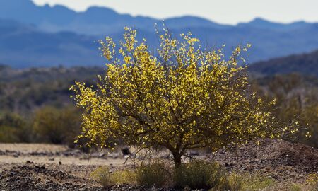 Backlit Palo Verde tree in bloom in the Sonoran Desertの写真素材